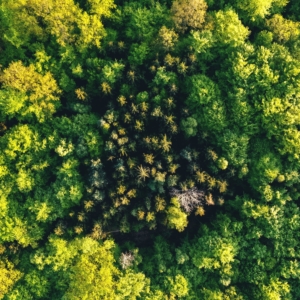 Aerial view of a forest